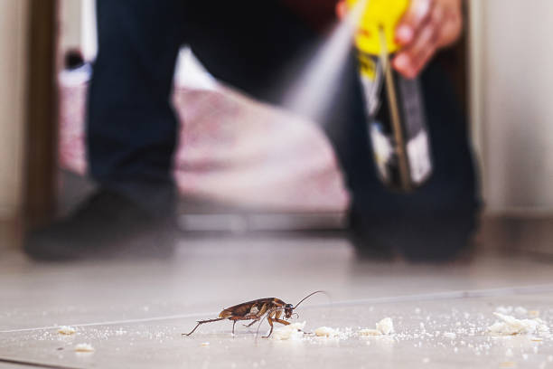 Best Flea Control Services  in Goliad, TX